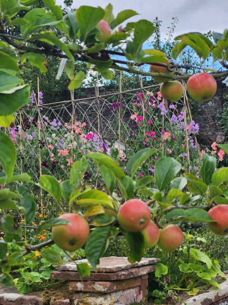 Morland House Gardens